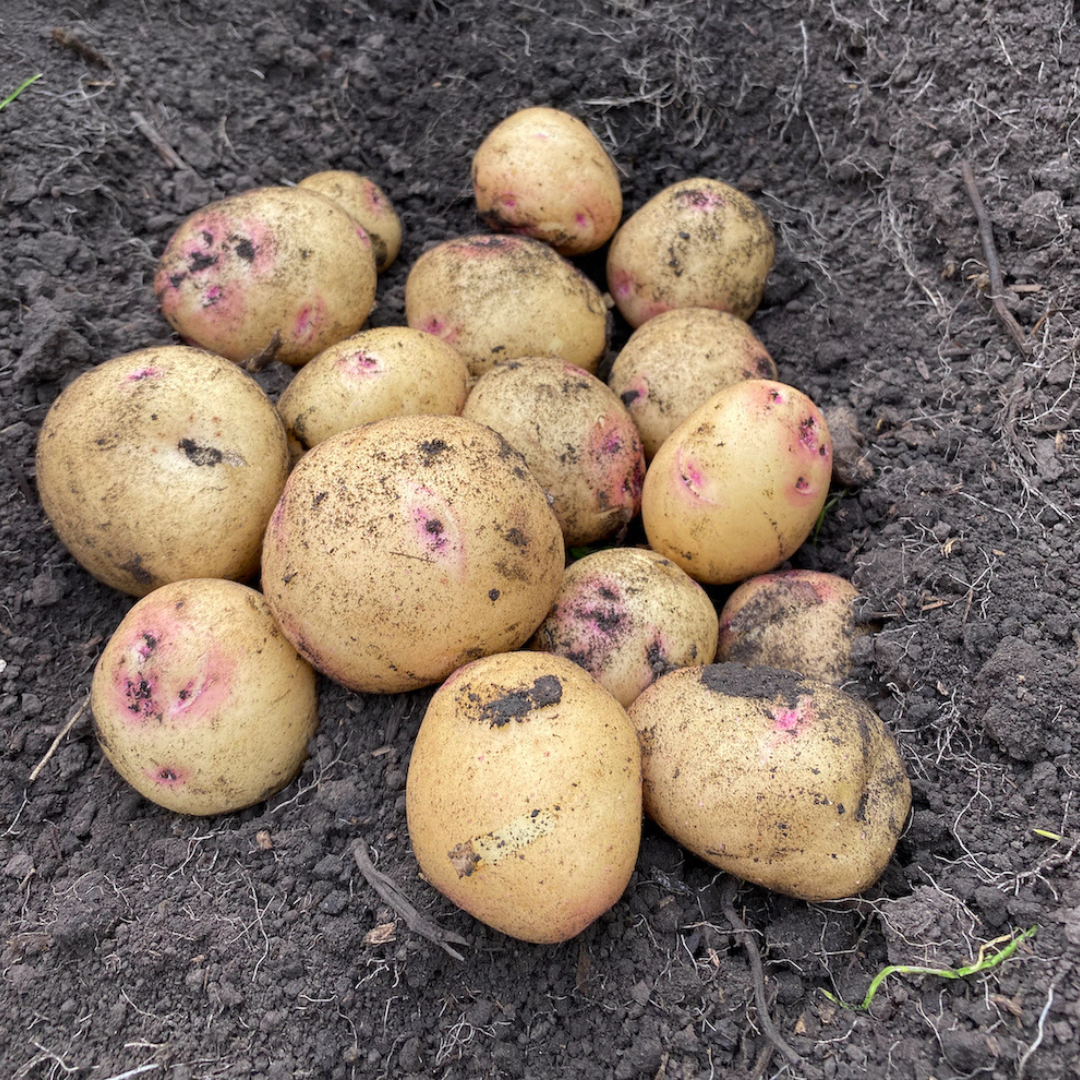 Yellow Potatoes