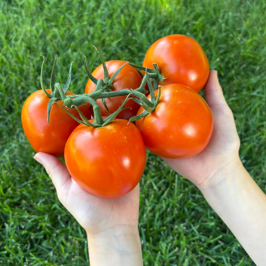 Tomato on the Vine