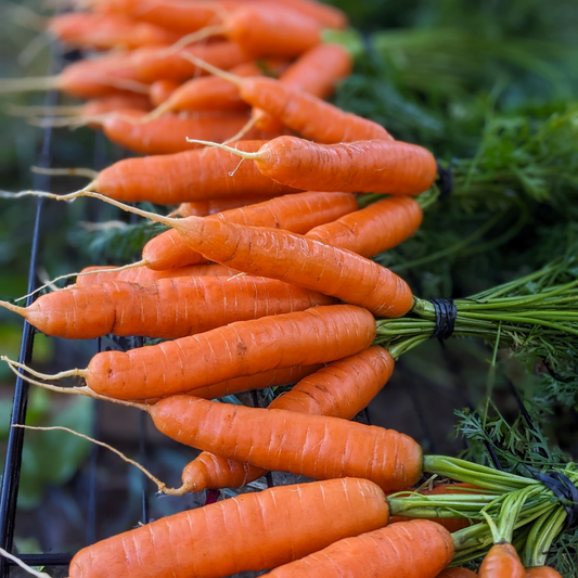 Baby Carrots