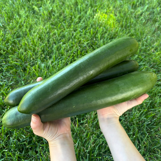 Long English Cucumbers