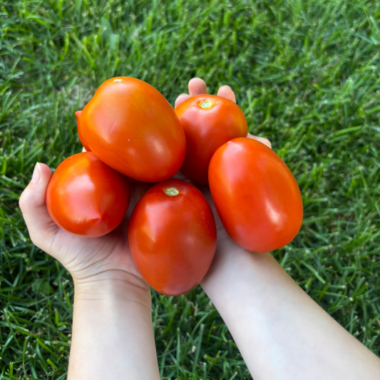 Roma Tomatoes