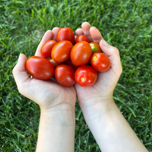 Grape Tomatoes