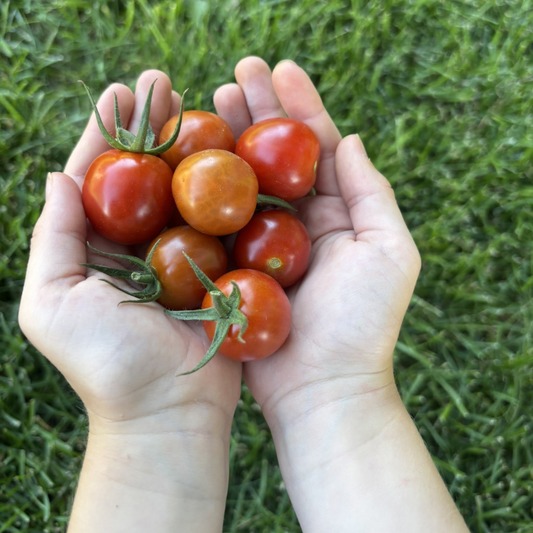 Cherry Tomatoes
