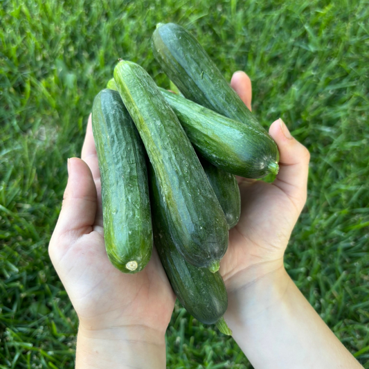 Mini Cucumbers
