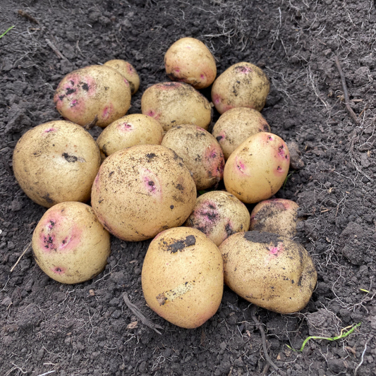 Yellow Potatoes