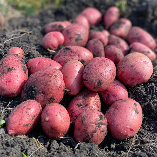 Red Potatoes