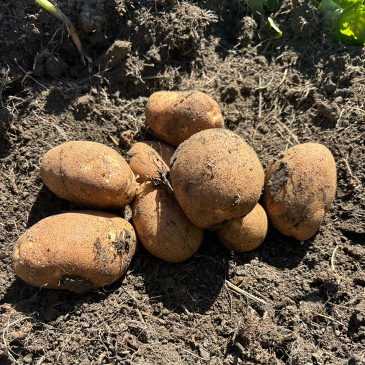Russet Potatoes