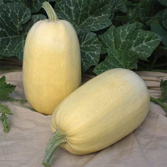 Spaghetti Squash
