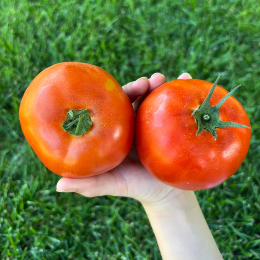 Beefsteak Tomatoes