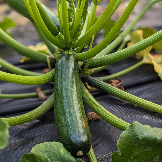 Zucchini